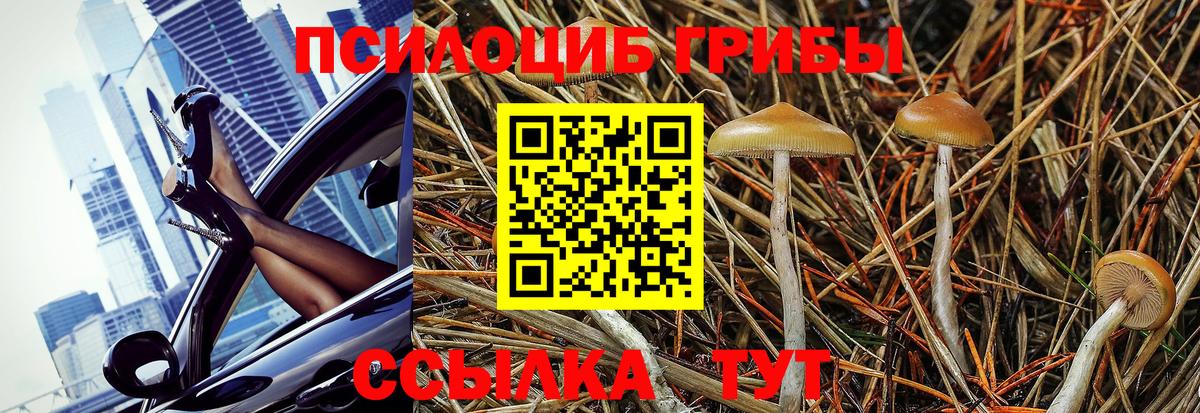 Галлюциногенные грибы GOLDEN TEACHER  Вход с VPN  наркотики  Татарск 